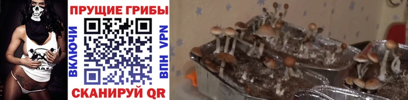 Галлюциногенные грибы Psilocybe  Ладушкин 